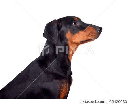 Portrait of Doberman Pinscher puppy 66420680