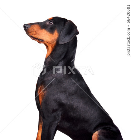 Sitting Doberman Pinscher puppy Sitting Doberman Pinscher puppy 66420681
