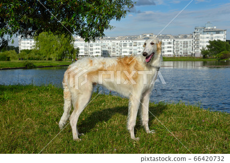 White Russian wolfhound White Russian wolfhound 66420732