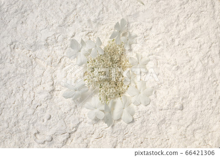 Viburnum flat round cluster of small white flowers 66421306