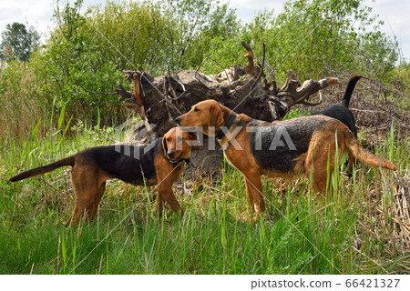 Hunting dogs 66421327