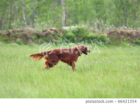 Hunting with setter Hunting with setter 66421354