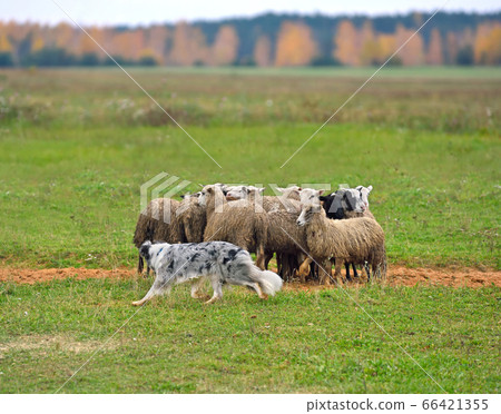 Border collie herding 66421355