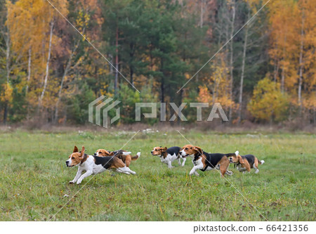 Running happy beagles 66421356