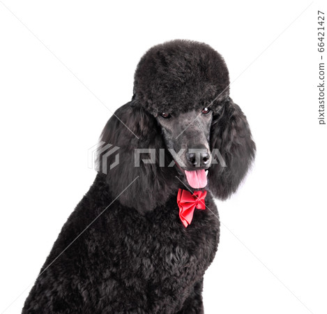 Portrait of black poodle Portrait of black poodle 66421427