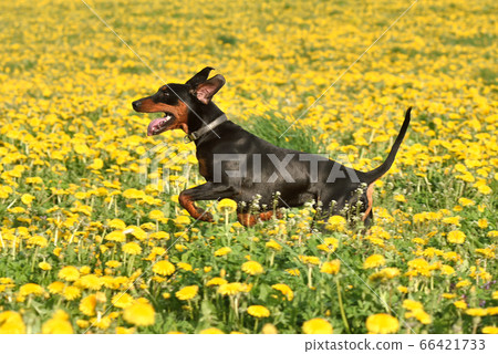 Running German Pinscher Running German Pinscher 66421733