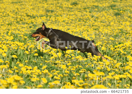 German Pinscher on spring background German Pinscher on spring background 66421735