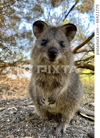 短尾矮袋鼠 66421779