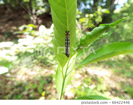 Hiloobitonboedashak Larva 66422446