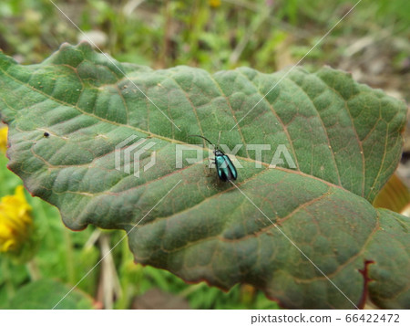 Rurigamushi 66422472