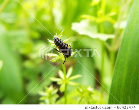 Nanahoshi benthamida larva 66422474