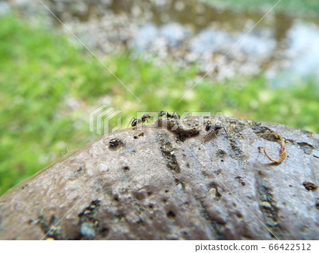 A group of ants A group of ants 66422512