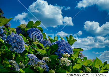 Hydrangea at Mt.Shiun Hydrangea at Mt.Shiun 66422927