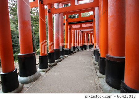Senbon Torii of Fushimi Inari Taisha Shrine Senbon Torii of Fushimi Inari Taisha Shrine 66423018