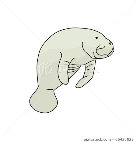 Manatee likes the beautiful sea 66423022