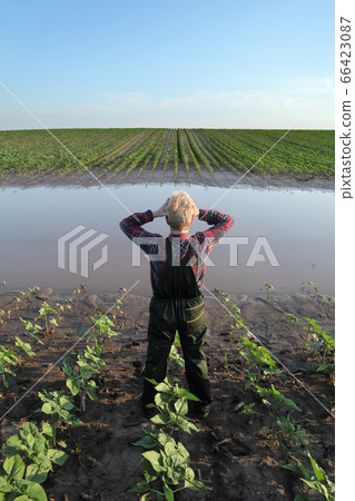 Agricultural scene, farmer in sunflower field Agricultural scene, farmer in sunflower field 66423087