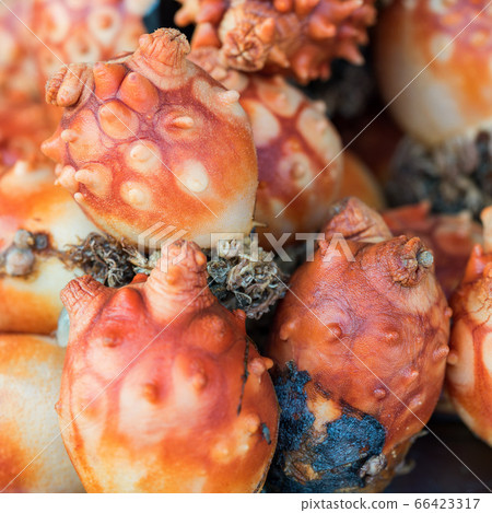 Closeup view of sea pineapple (sea squirt) at a seafood market in South Korea. 66423317
