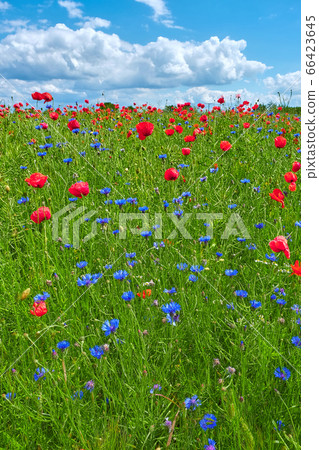 Field with poppies and cornflowers on a summer sunny day 66423645