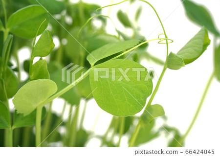 Soybean Soybean 66424045