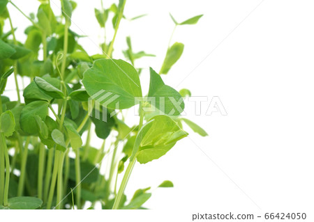 Soybean Soybean 66424050
