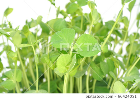 Soybean Soybean 66424051