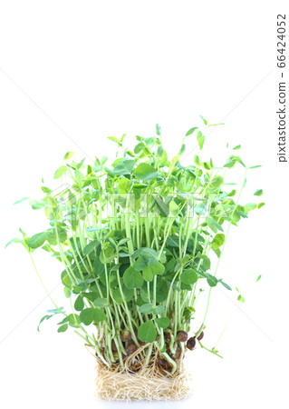 Soybean Soybean 66424052