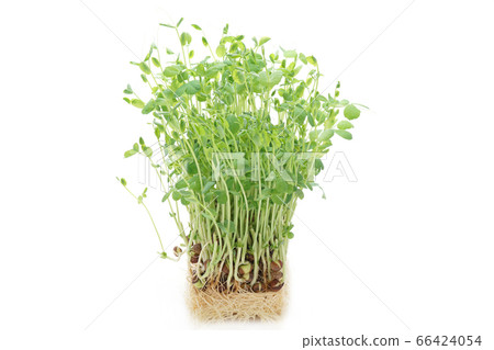 Soybean Soybean 66424054