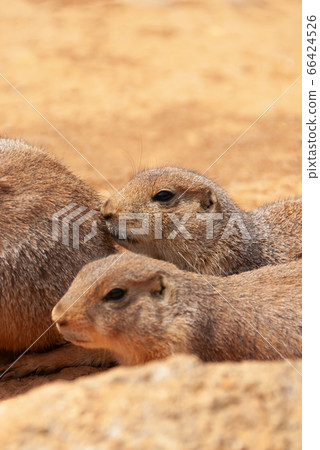 牧群草原土撥鼠 66424526