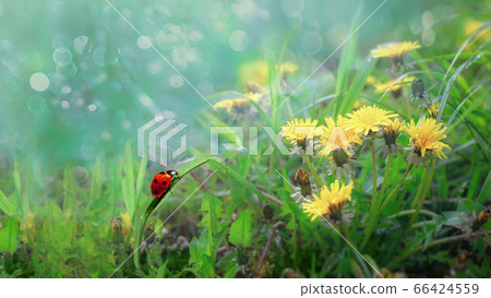 Beautiful wallpaper Ladybug crawls on a leaf of grass among dandelions Beautiful wallpaper Ladybug crawls on a leaf of grass among dandelions 66424559