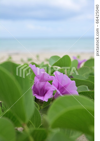 渡口的海灘 66425040