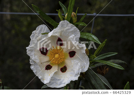 close-up of rockrose gum flower and the close-up of rockrose gum flower and the 66425329