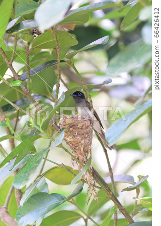 Summer migratory bird 66426412