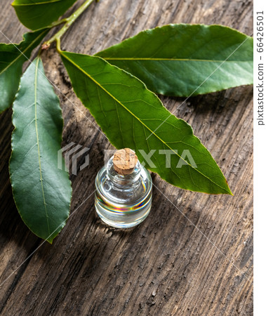 A bottle of essential oil with bay leaves 66426501
