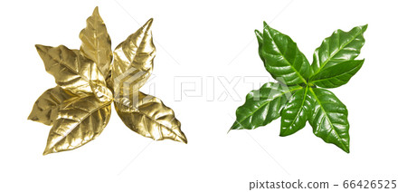 Set of coffee leaves 66426525