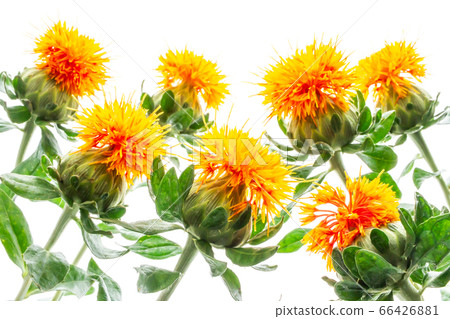 Safflower white background 66426881