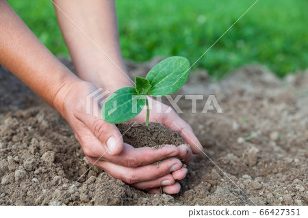 Planting a young seedling. Close-up. 66427351