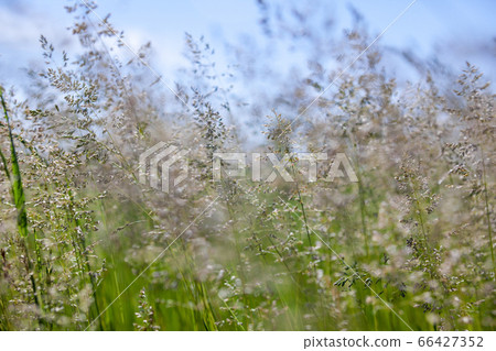 Tall grass in a field 66427352