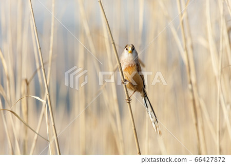Reed Parrotbill bird Reed Parrotbill bird 66427872