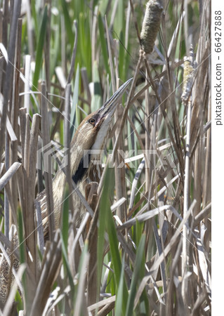 American Bittern classic pose American Bittern classic pose 66427888