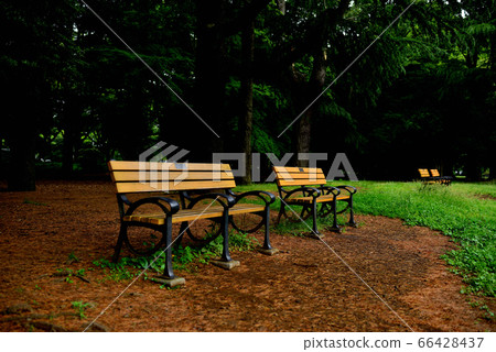 Scenery of the fresh green Yoyogi Park in Tokyo Scenery of the fresh green Yoyogi Park in Tokyo 66428437