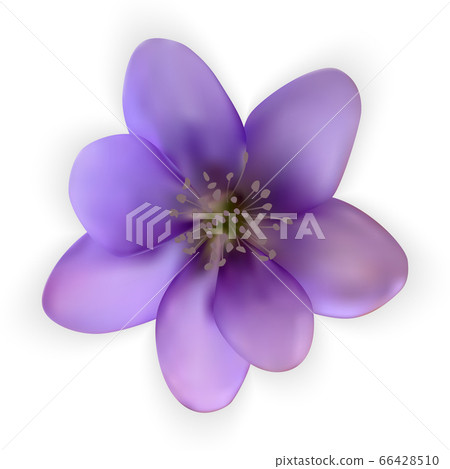 Colorful naturalistic bluebell flower. snowdrop . 66428510