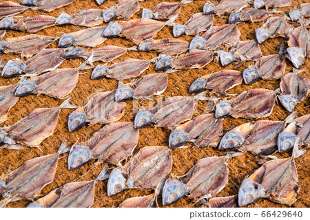 Drying salted fish on coir (coconut fabric) outdoors in Mangalore city, Karnataka, India 66429640