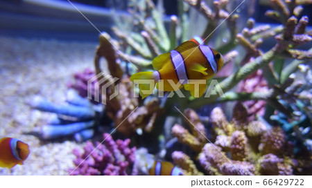 Anemone fish 66429722