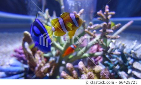 Anemone fish 66429723