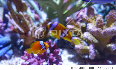 Anemone fish 66429724