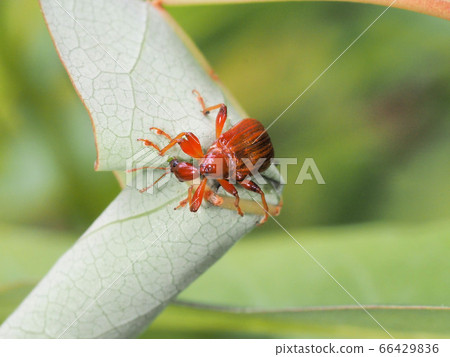 Usua otoshibumi Usua otoshibumi 66429836