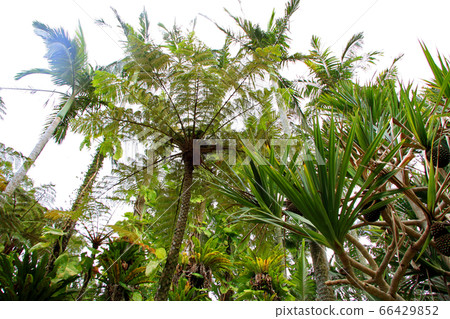 Tropical plants in Southeast Botanical Paradise Tropical plants in Southeast Botanical Paradise 66429852