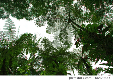 東南植物園中的大芒果樹 東南植物園中的大芒果樹 66429853