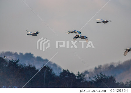 White crane flying 66429864