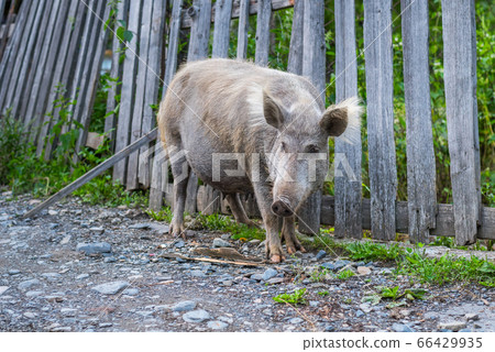 Pig that looks like a crossbreed of,a domestic pig and a wild boar which is kusual for Svaneti (a region of Georgia). A sow with dark gray skin and white bristles stands in front of palisade Pig that looks like a crossbreed of,a domestic pig and a wild boar which is kusual for Svaneti (a region of Georgia). A sow with dark gray skin and white bristles stands in front of palisade 66429935